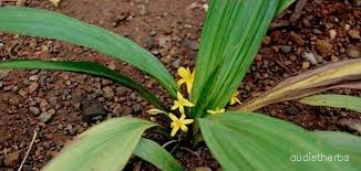 Curculigo orchioides leaf4.jpg